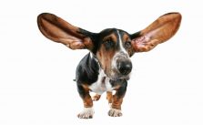 HOW TO MAKE EAR CLEANING FEAR FREE FOR YOUR PET